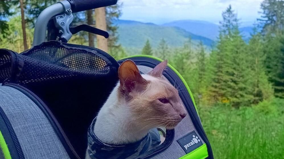 Why is a used bicycle like a cat in a bag?