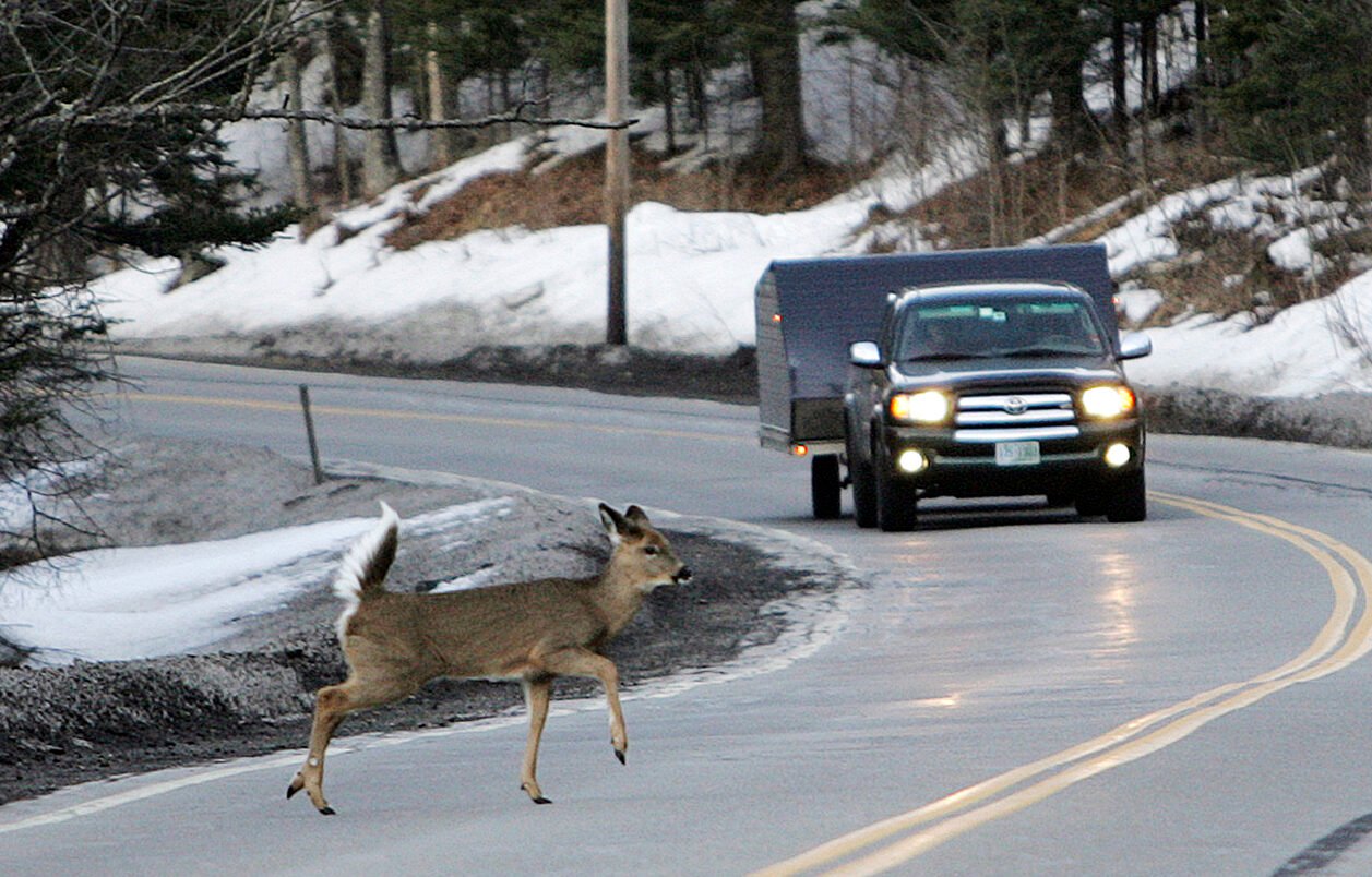 Wild animals on the roads: the safety of travel is also determined by the actions of the drivers